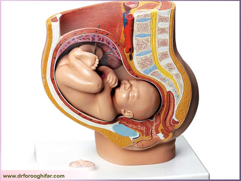 نگهداری از جنین در بارداری